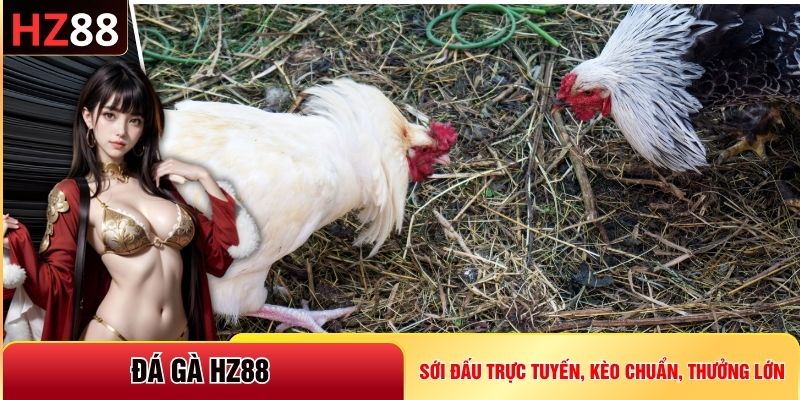 Đá Gà HZ88