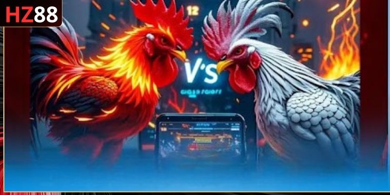 Đá gà Thomo theo mùa giải