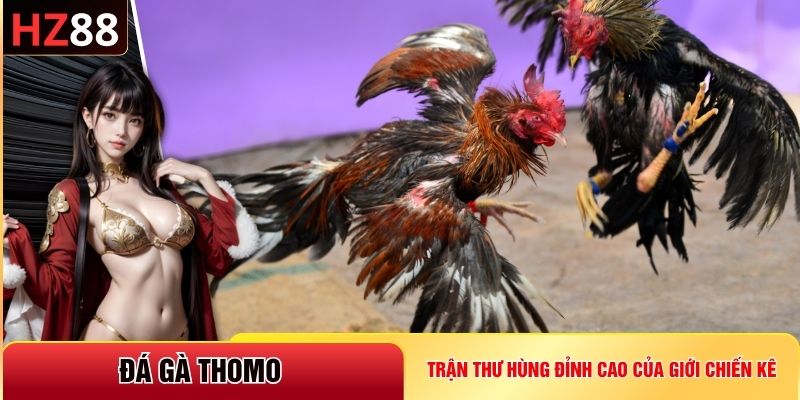 Đá gà Thomo