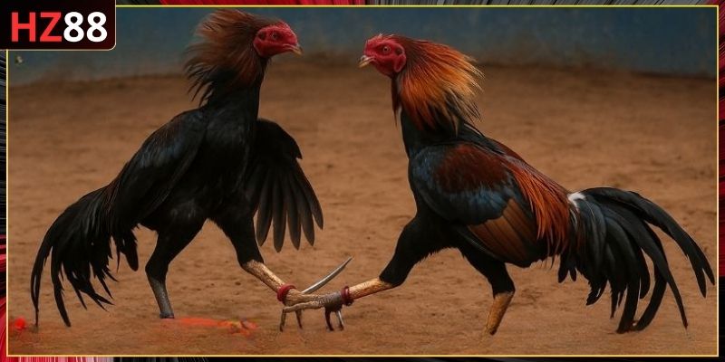 Xem lịch thi đấu Thomo chuẩn